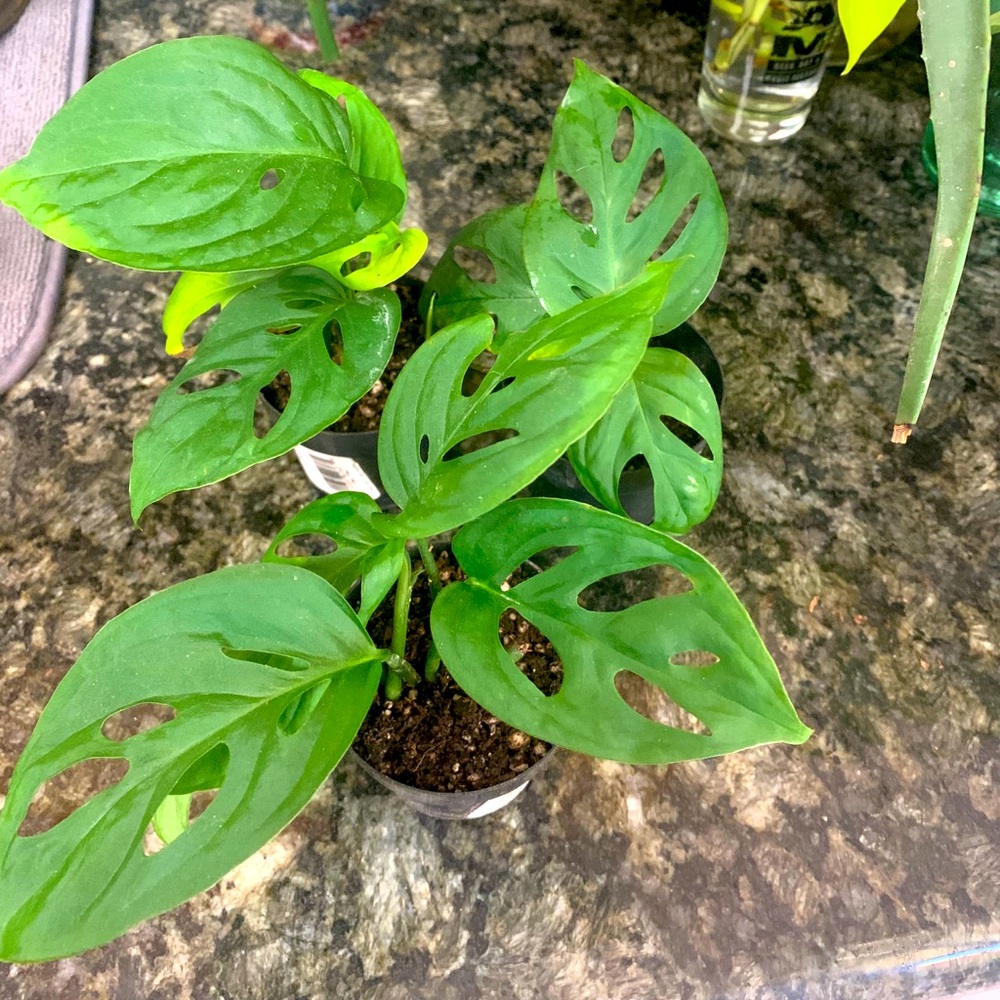 Monstera Adansonii